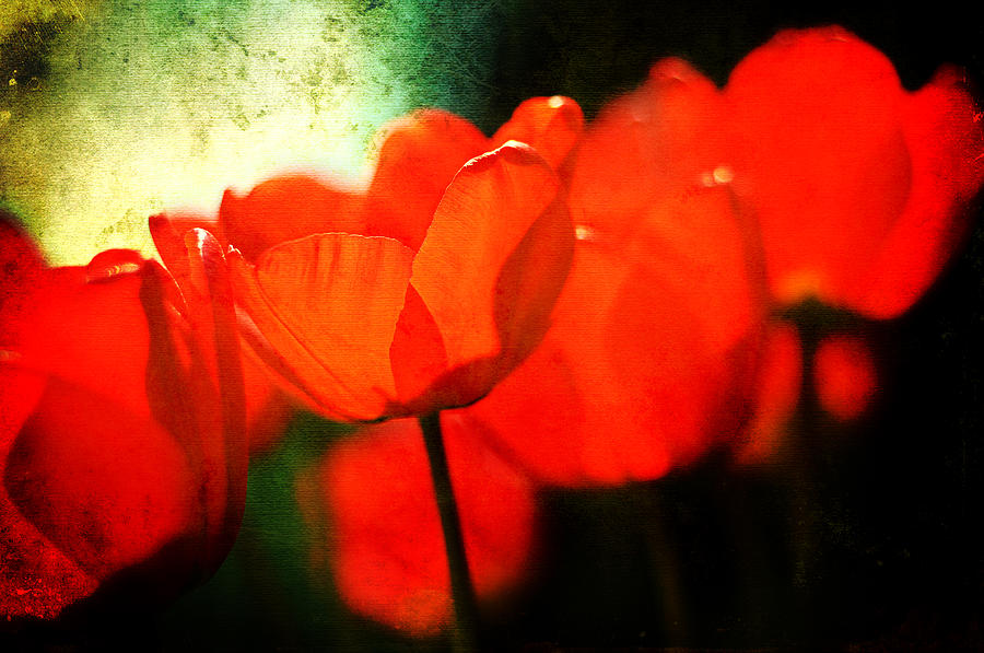 Red Tulips Photograph by Rebecca Sherman
