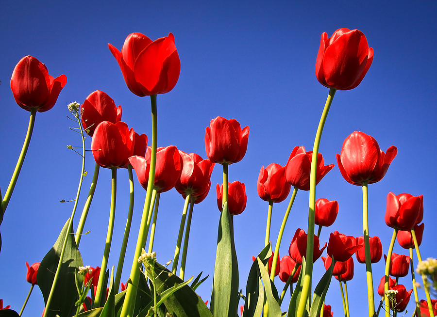 Red Tulips Photograph by Steve McKinzie