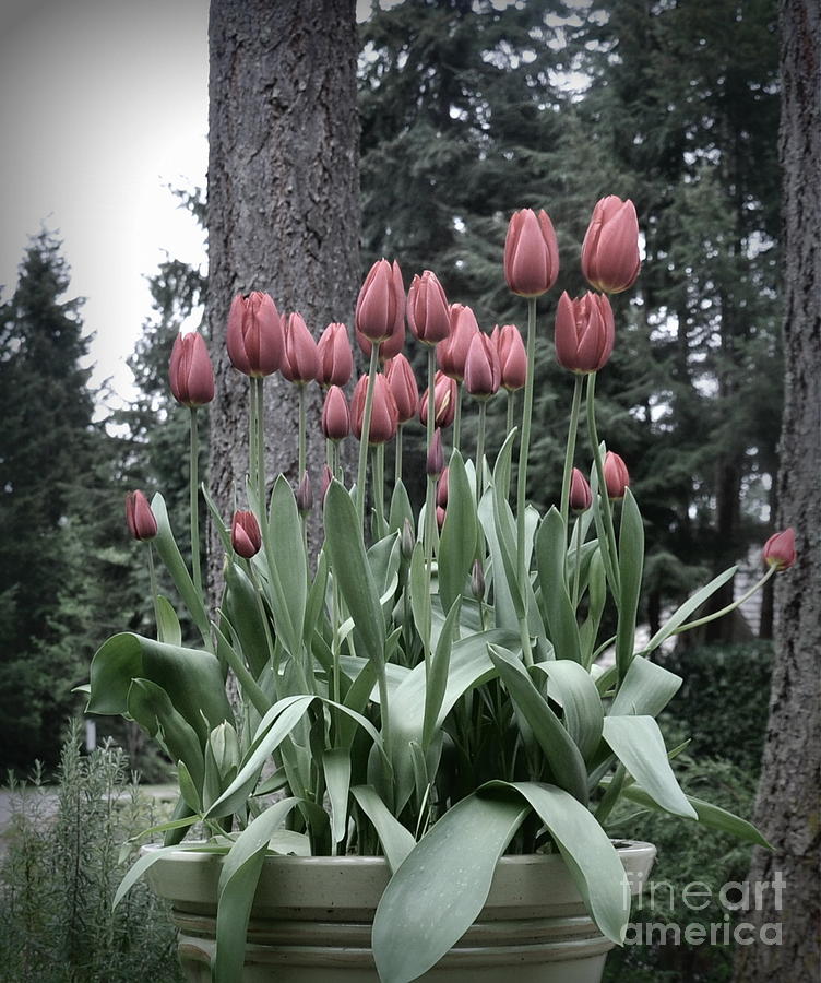 Red Tulips Photograph by Tatyana Searcy