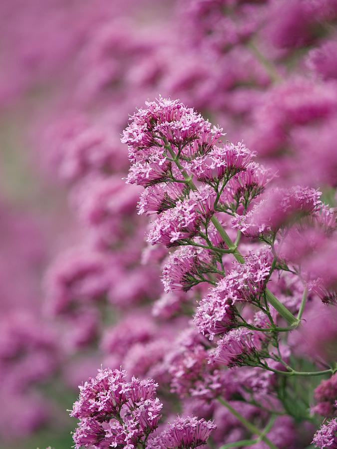 Red Valerian (centranthus Ruber) Photograph by Adrian Bicker
