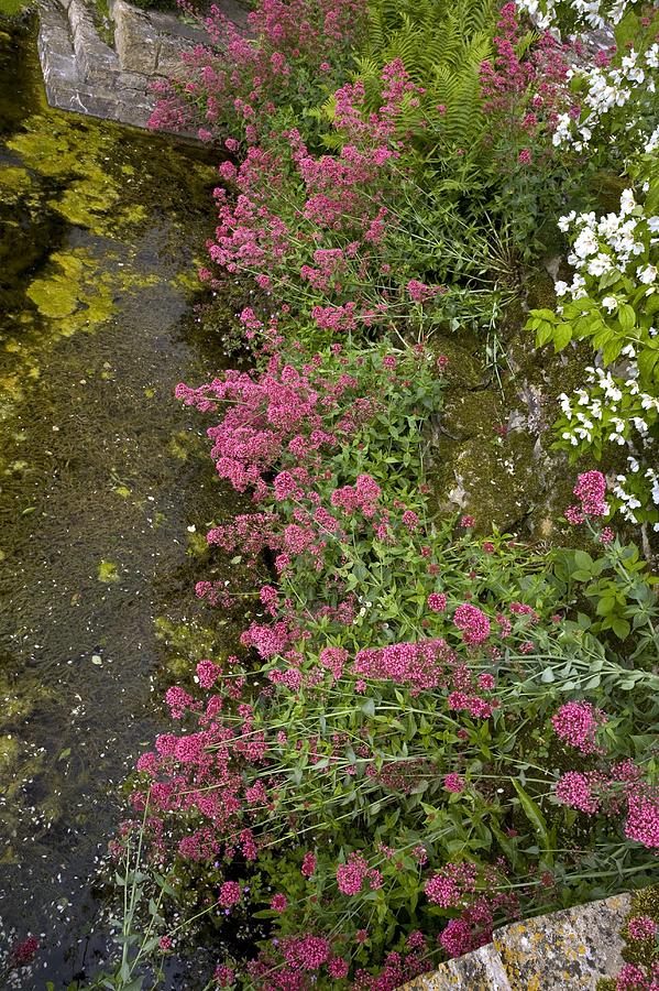 Red Valerian (centranthus Ruber) Flowers Photograph by Bob Gibbons