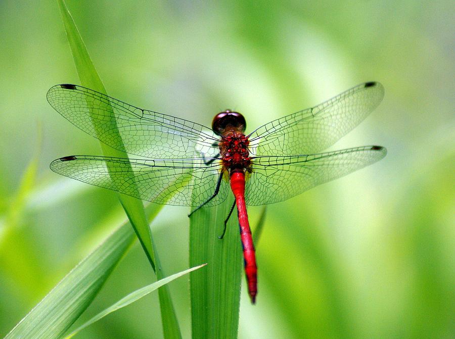 Red Veined Darter Photograph by L Granville Laird