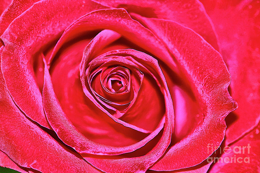 Red Velvet Rose Digital Art by Mariola Bitner