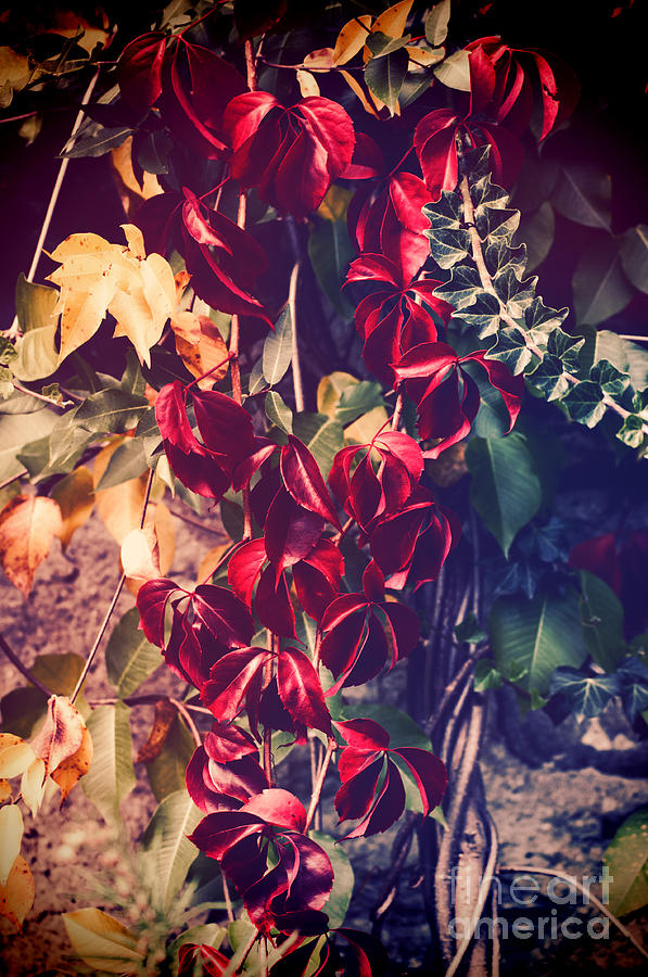 Red vine Photograph by Silvia Ganora