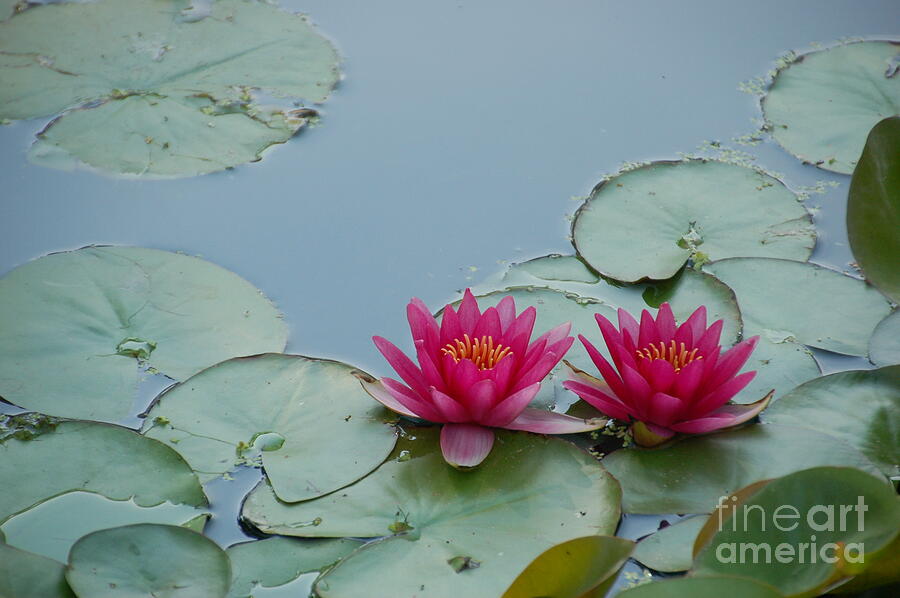 Red Water Lilies Photograph by Randy J Heath