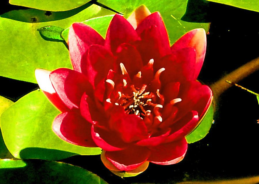 Red Water Lily Photograph by Ellen Holmes | Fine Art America