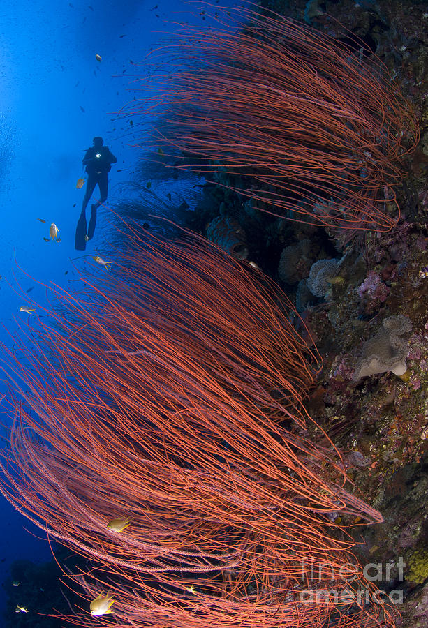 Red Whip Coral Sea Fan With Diver Photograph by Steve Jones
