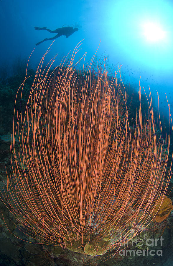 Red Whip Fan Coral With Diver, Papua Photograph by Steve Jones
