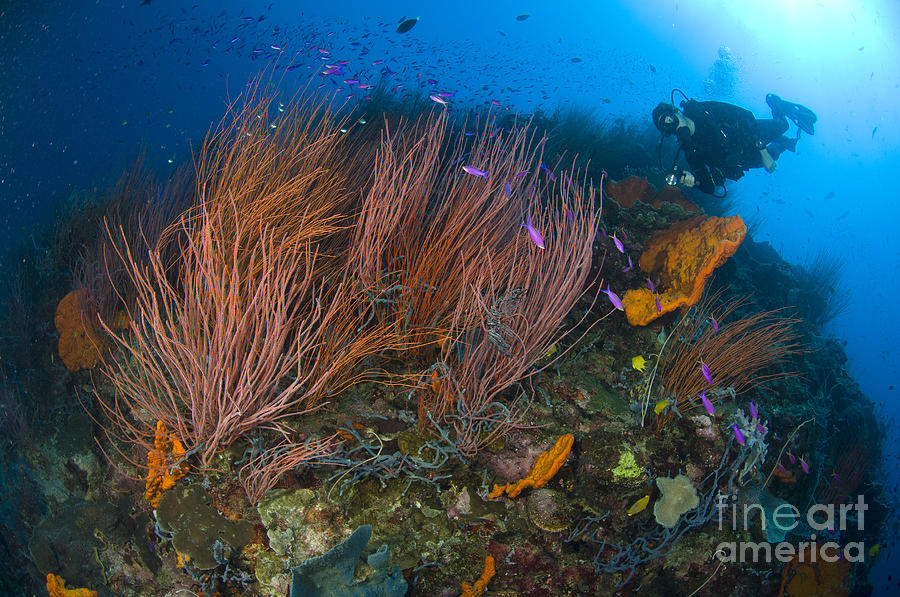 Red Whip Fan Coral With Diver Photograph by Steve Jones