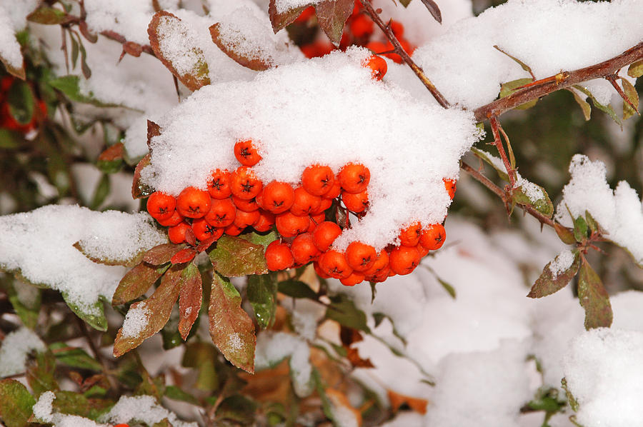 Red Wild Fruit In The Snow Photograph by Maria isabel Villamonte - Fine ...