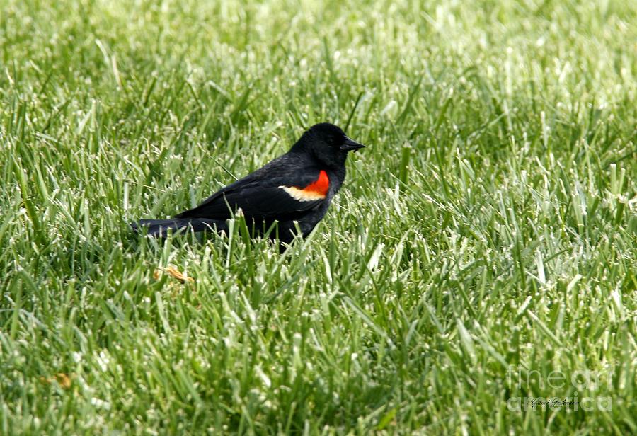 Red wing black bird Photograph by Yumi Johnson
