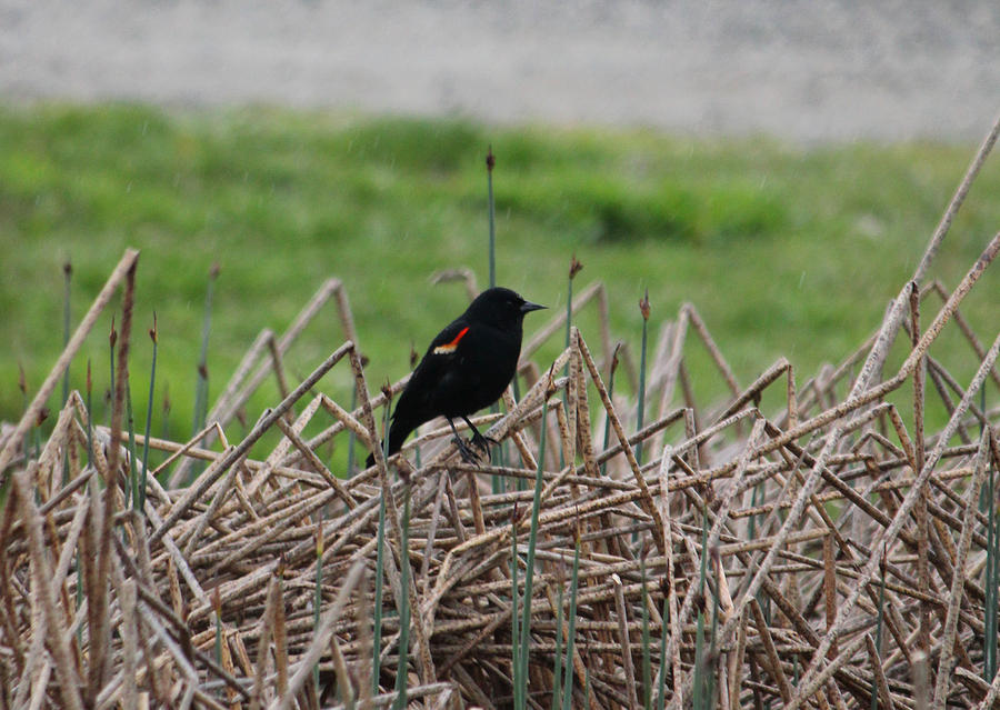Red wing blackbird Photograph by Donna L Munro