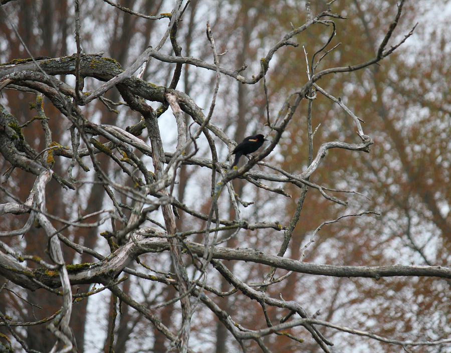 Red Wing Blackbird on Gnarly Branch Photograph by Donna L Munro