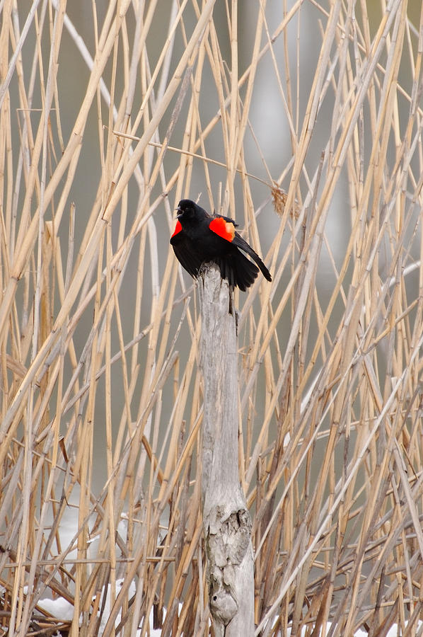 Bird Photograph - Red Wing Blackbird Photograph - Time to Sing by Light Shaft Images