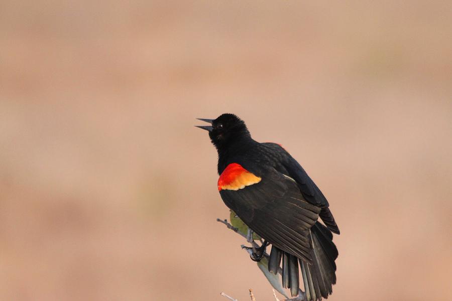 Red Winged Black Bird Photograph by Jeanne Andrews