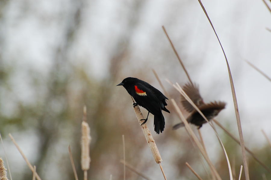 Red winged black bird Photograph by Peter DeFina