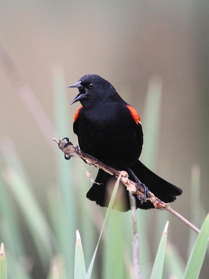 Red-winged Blackbird - Are you Listening Photograph by Travis Truelove