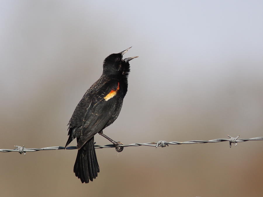 Red-winged Blackbird - Calling Out Photograph by Travis Truelove