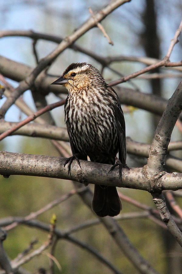 Red-winged Blackbird - female Photograph by Doris Potter