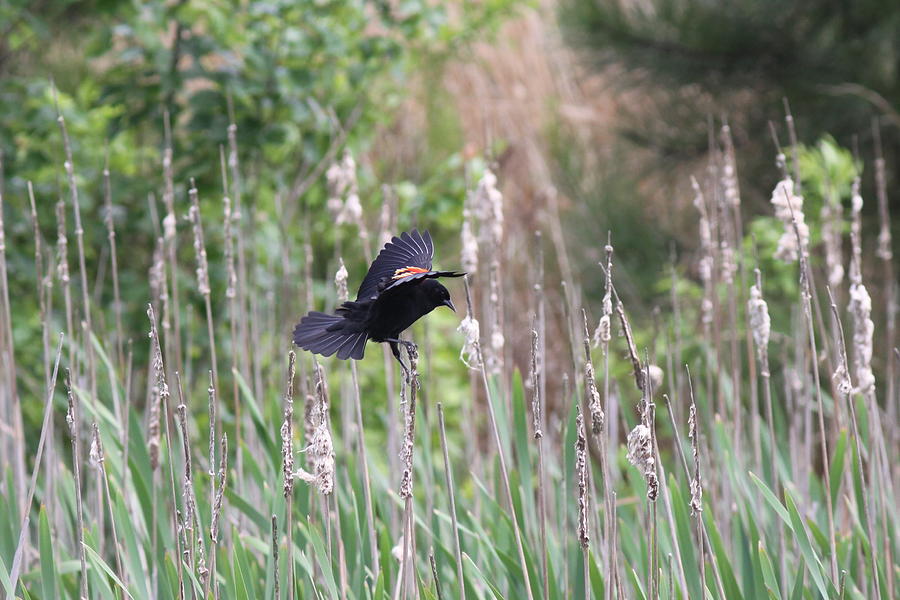 Red-winged Blackbird - Tip Toe Photograph by Travis Truelove