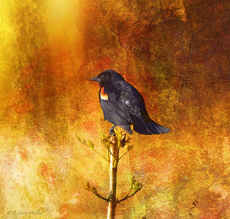 Red-Winged Blackbird Abstract Digital Art by J Larry Walker