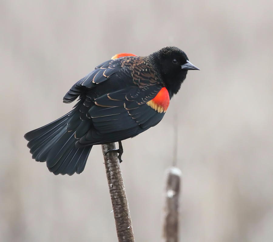 Blackbird Photograph - Red-Winged Blackbird by Angie Vogel