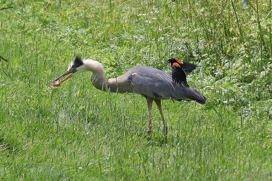 Fish Photograph - Red-winged Blackbird attacking Great Blue Heron by Doris Potter