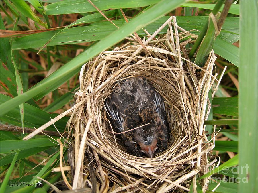 Nature Photograph - Red-winged Blackbird Baby in Nest by J McCombie