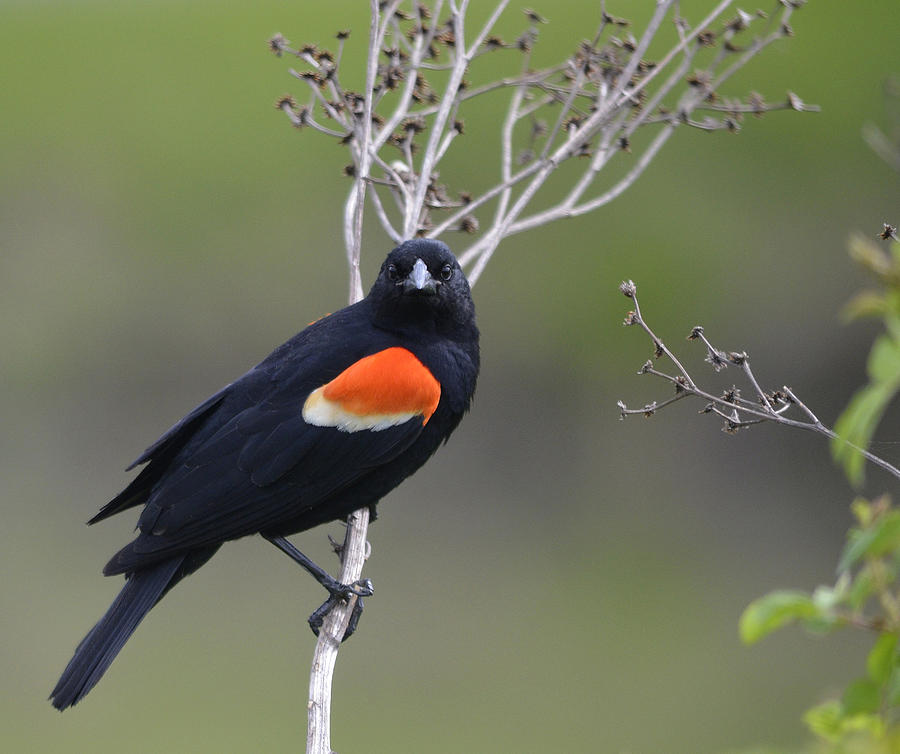 Red-winged Blackbird  Photograph by Brian Stevens