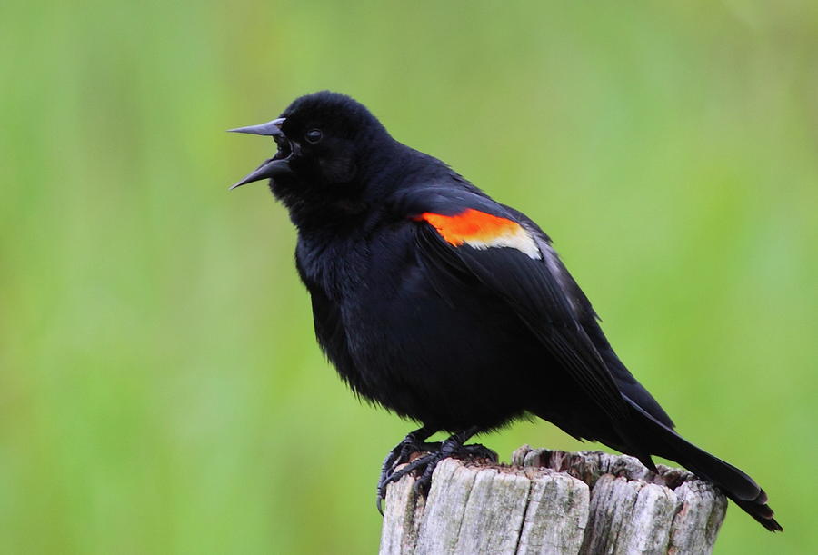 Red-winged Blackbird Photograph by Bruce J Robinson