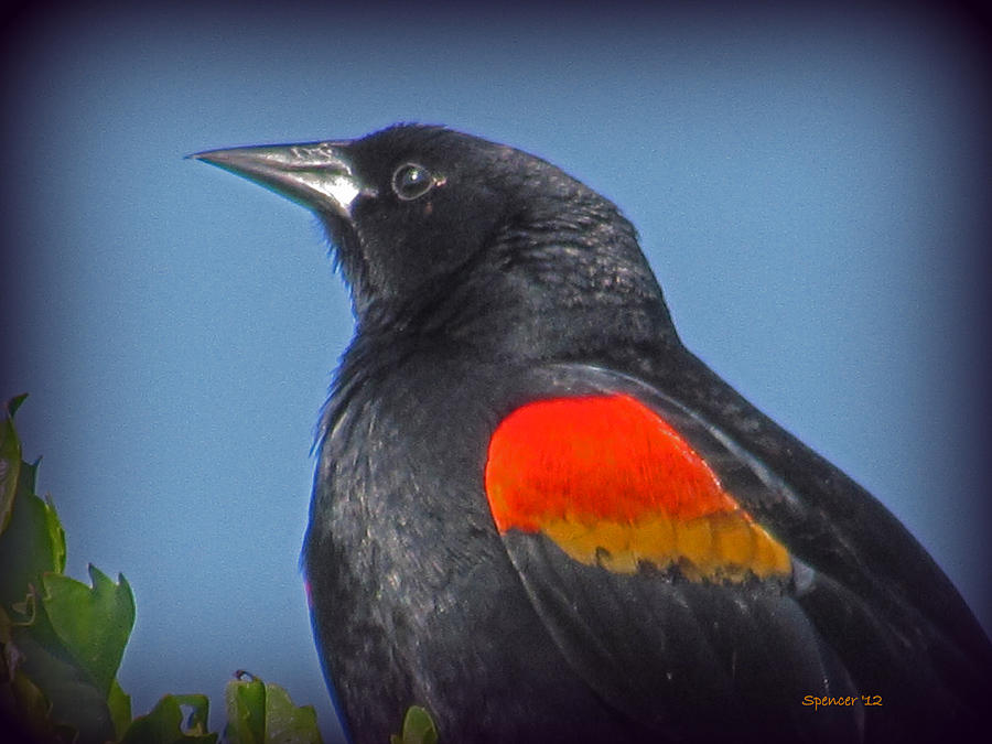 Red-winged Blackbird Close-Up Photograph by T Guy Spencer