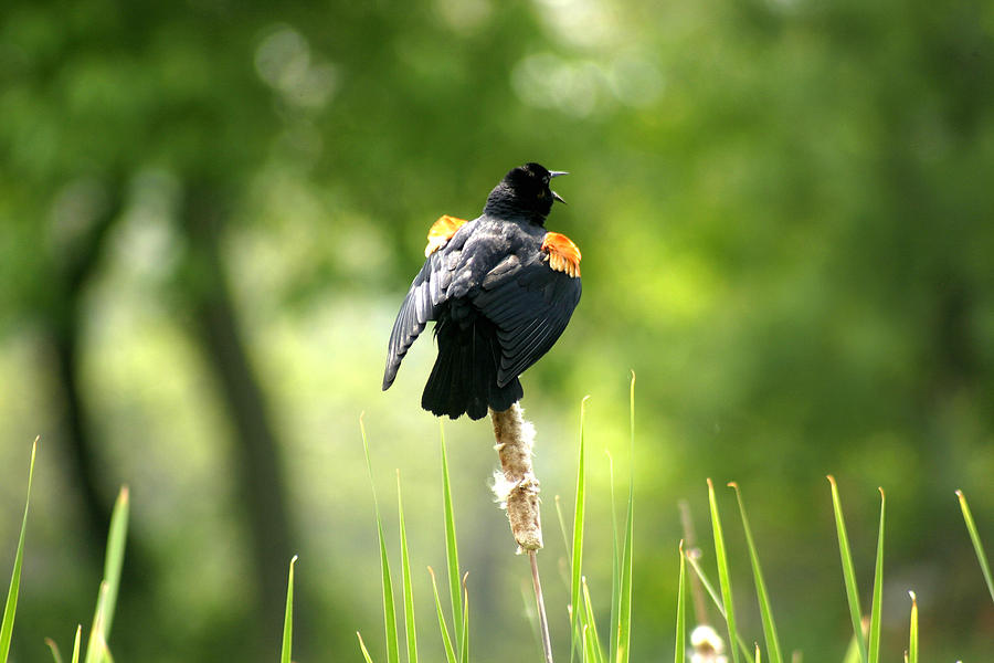 Red winged blackbird Photograph by Emanuel Tanjala