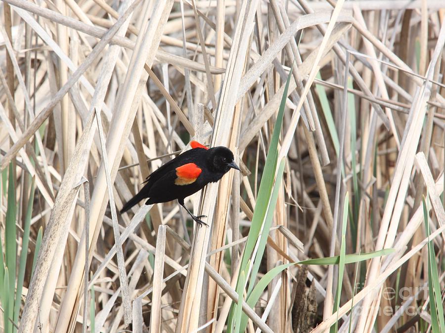 Red-winged Blackbird Photograph by Jack R Brock