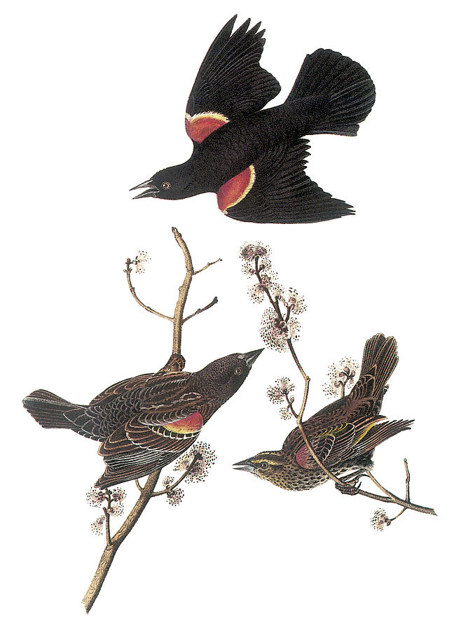 John James Audubon Painting - Red-Winged Blackbird by John James Audubon