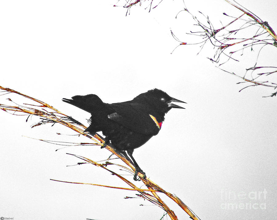 Red Winged Blackbird Digital Art by Lizi Beard-Ward