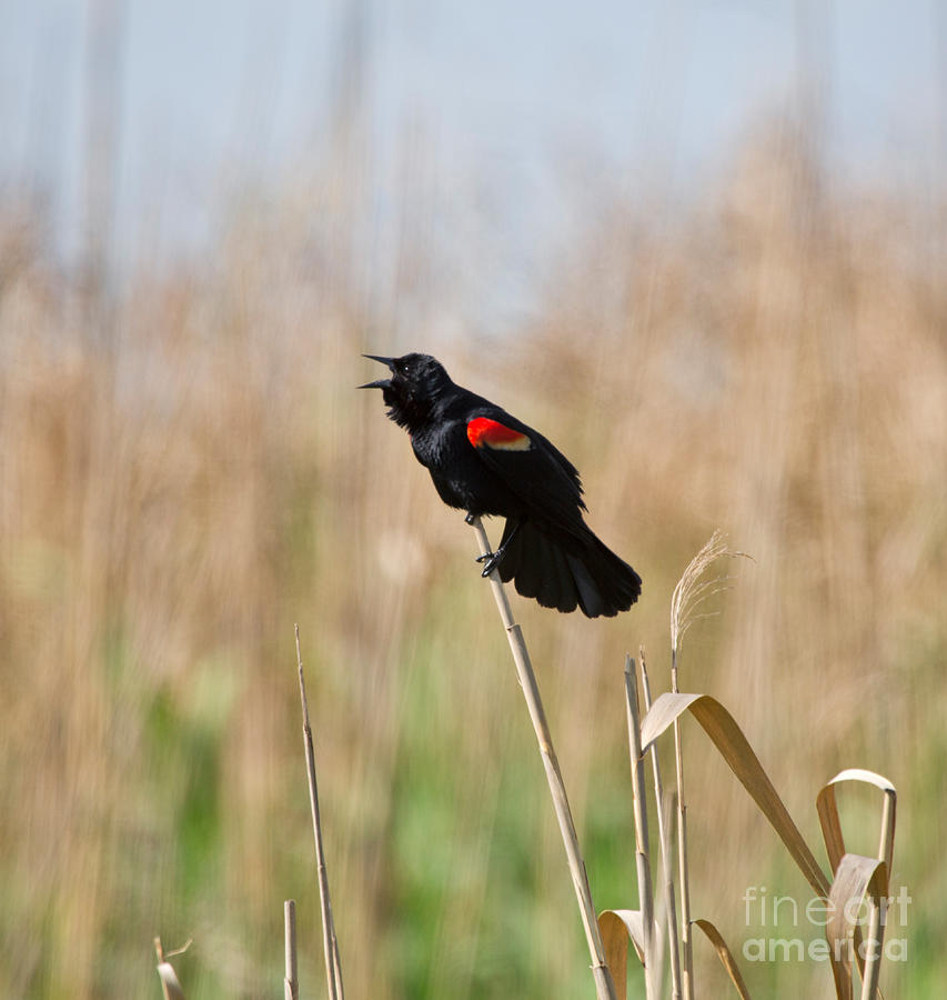 Red-winged Blackbird Photograph by Louise Heusinkveld