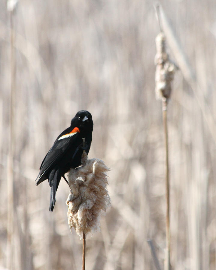 Red-Winged Blackbird on a Cattail Perch Photograph by Mark J Seefeldt