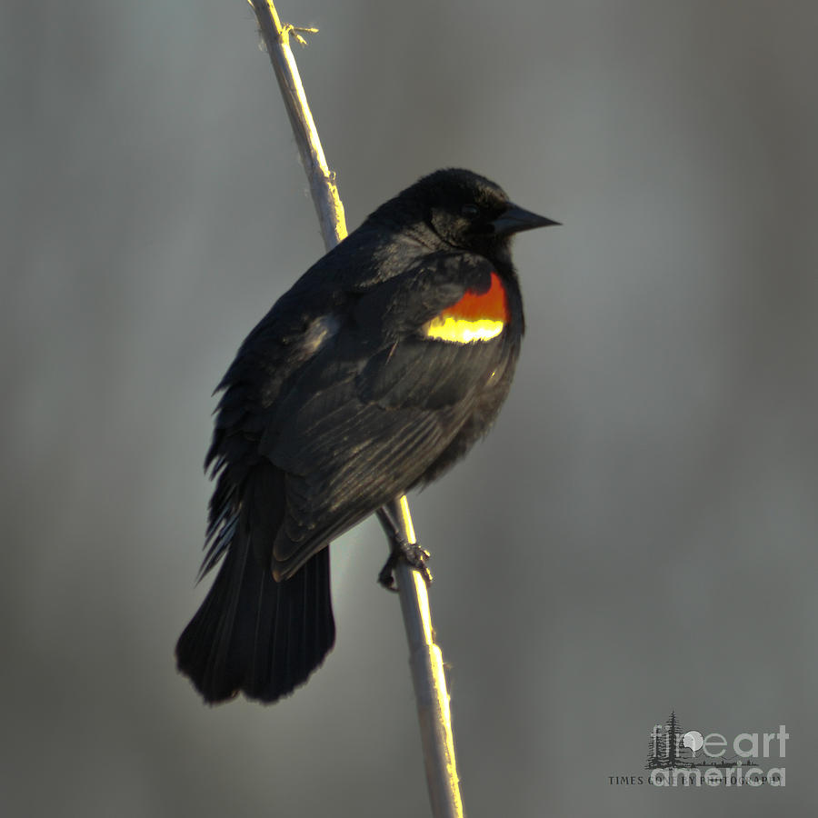 Red-Winged Blackbird Photograph by Ronald Grogan