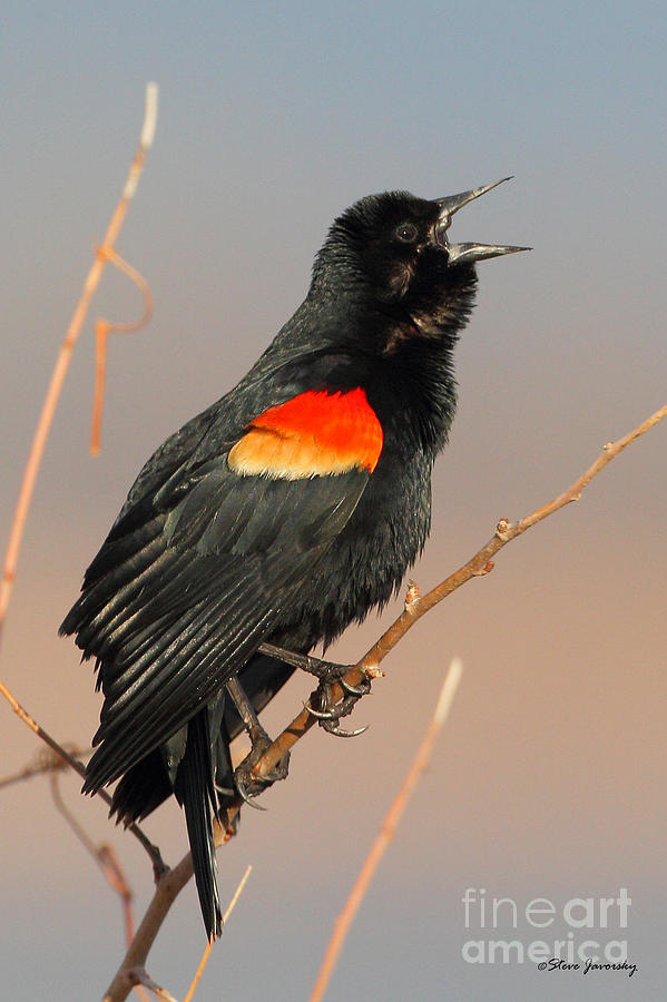 Red Winged Blackbird Photograph by Steve Javorsky