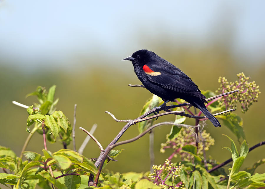 Red-Winged Blackbird Photograph by Terry Dadswell