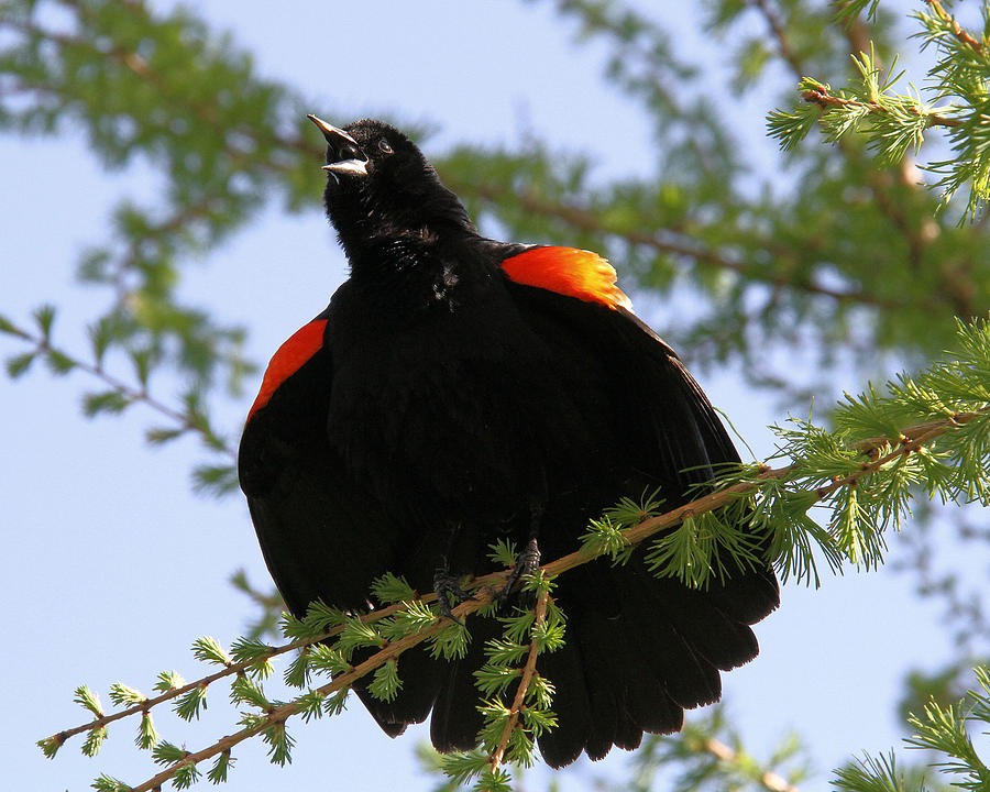 Red-winged serenade Photograph by Doris Potter