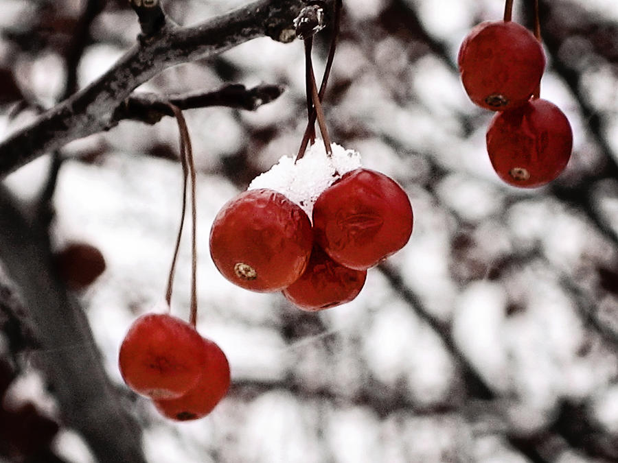Red Winter Berries Photograph by Laura Kinker