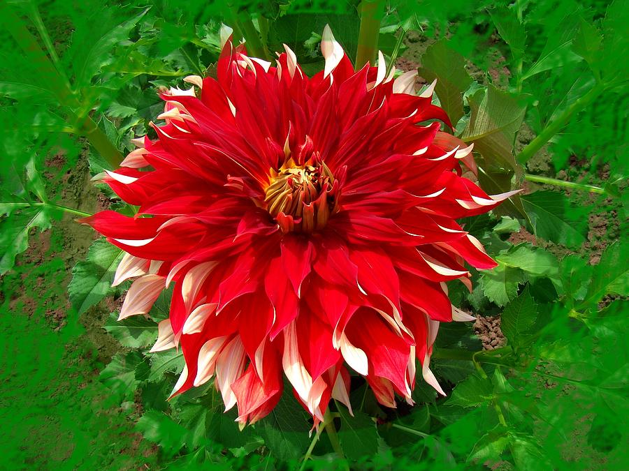 Red with White Dahlia Photograph by Nick Kloepping