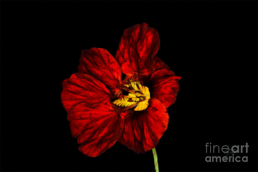 Flowers Still Life Photograph - Red Wrinkles by Cris Hayes