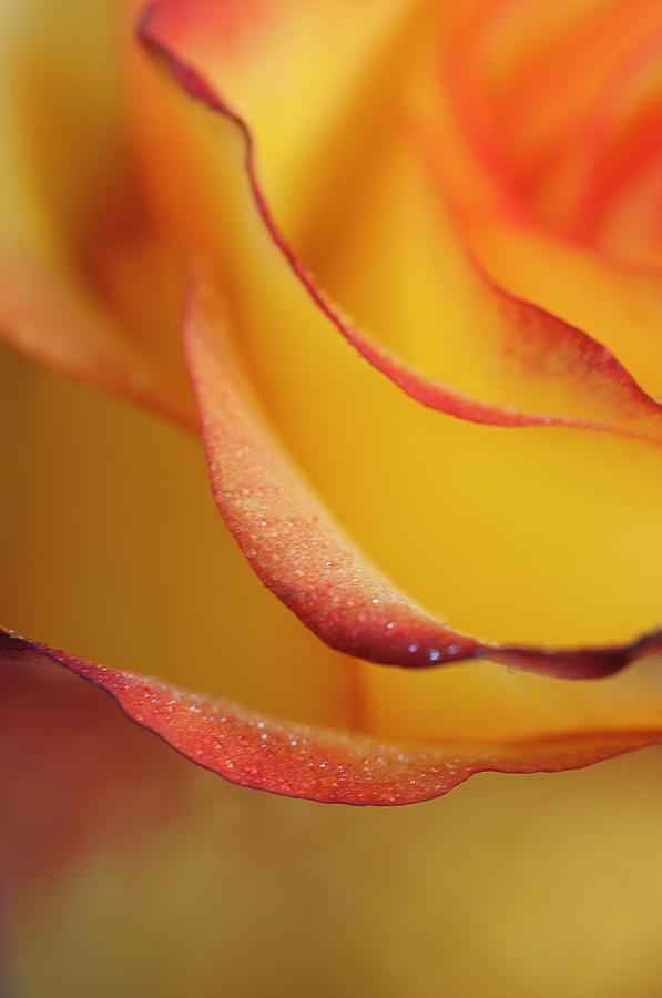 Red yellow rose Photograph by Carolyn DAlessandro