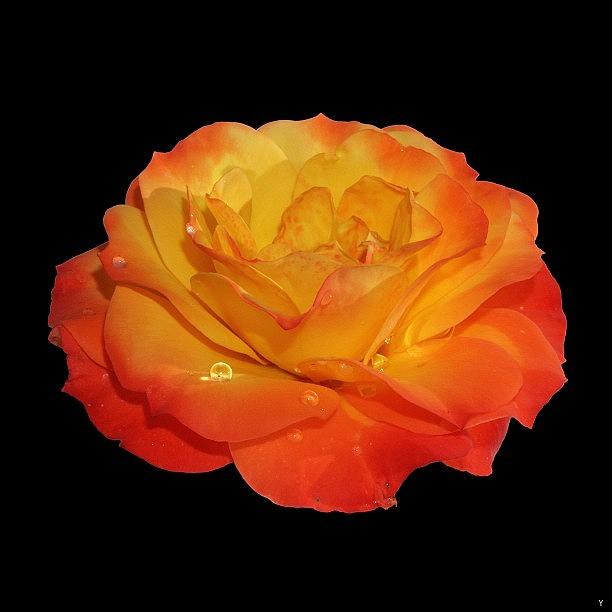 Flower Photograph - Red-yellow Rose With Water Drops by Szabolcs Baksay