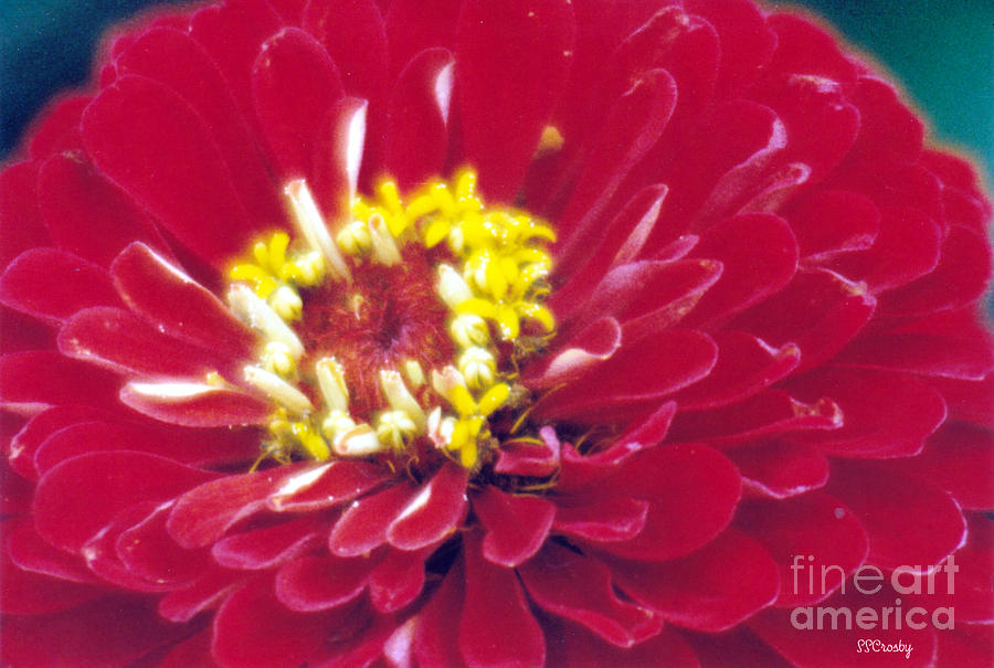 Red Zinnia Photograph by Susan Stevens Crosby