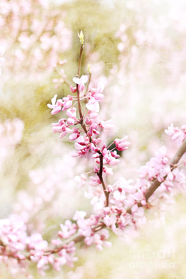 Redbud in Spring Photograph by Stephanie Frey