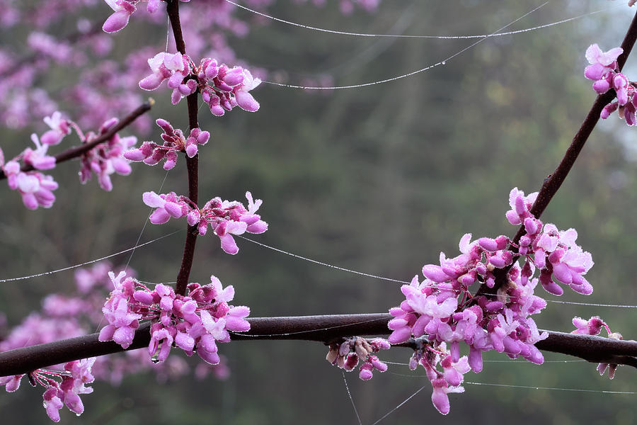 Redbud With Webs And Dew Photograph by Daniel Reed