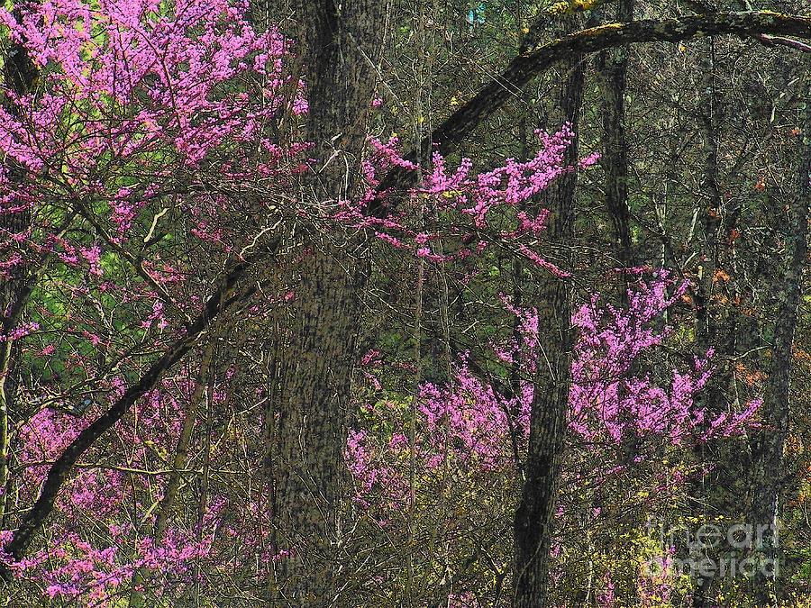 Redbuds in the Woods Photograph by Joyce Kimble Smith